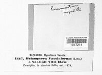 Naohidemyces vaccinii image